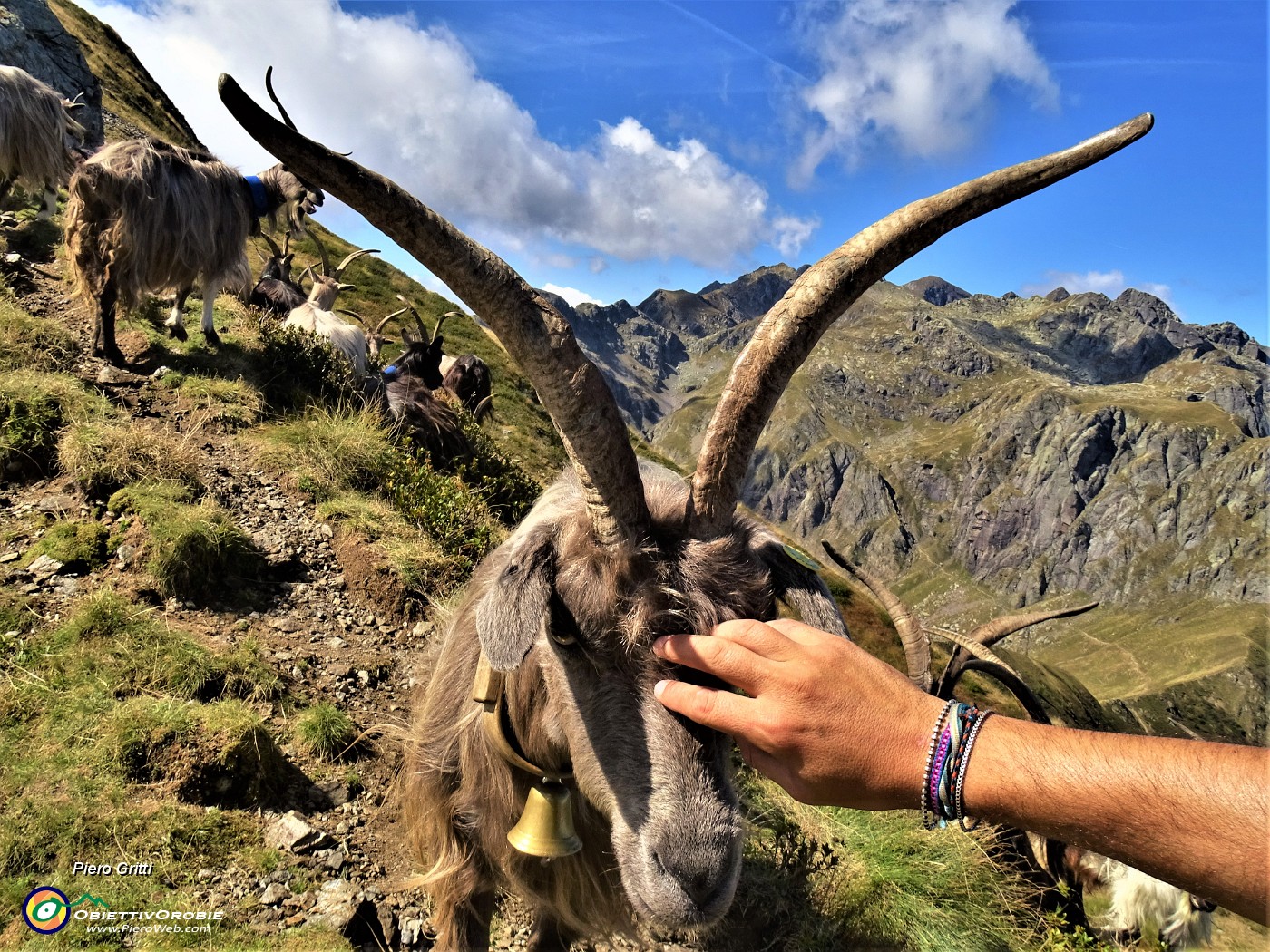 03 Capre orobiche al pascolo ci accolgono sul colletto di cresta verso il Monte di sopra.JPG